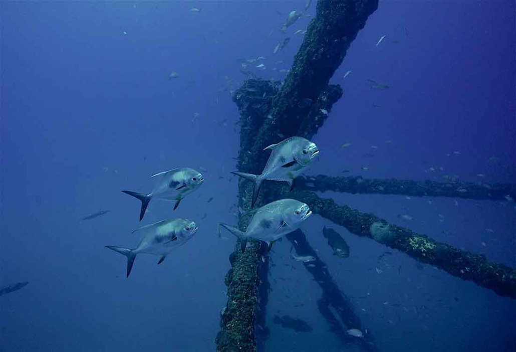 finzdivecenter_fish-structure-underwater Finzdivecenter Fish Structure Underwater