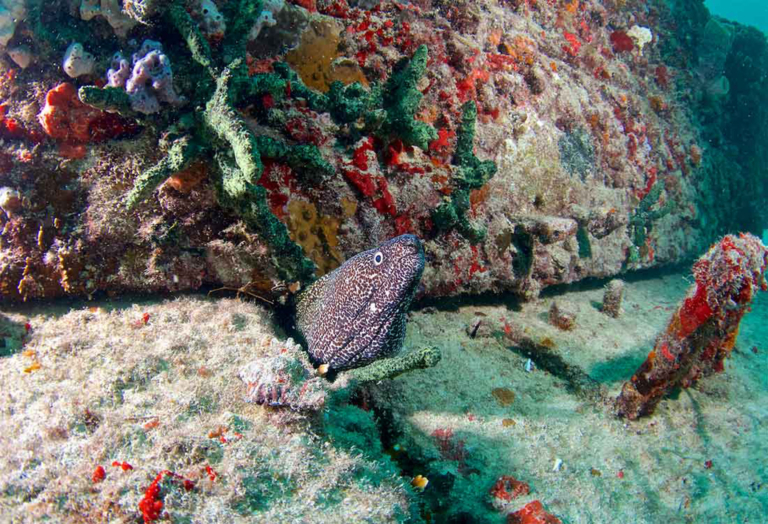 finzdivecenter_moray-eel-coral-reef Finzdivecenter Moray Eel Coral Reef