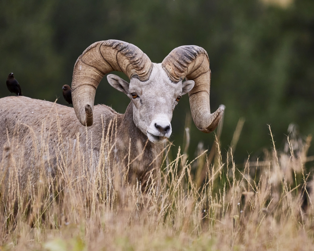 A bighorn sheep with large curled horns stands in tall grass. Fishinginyellowstone Bighorn Sheep Grassland