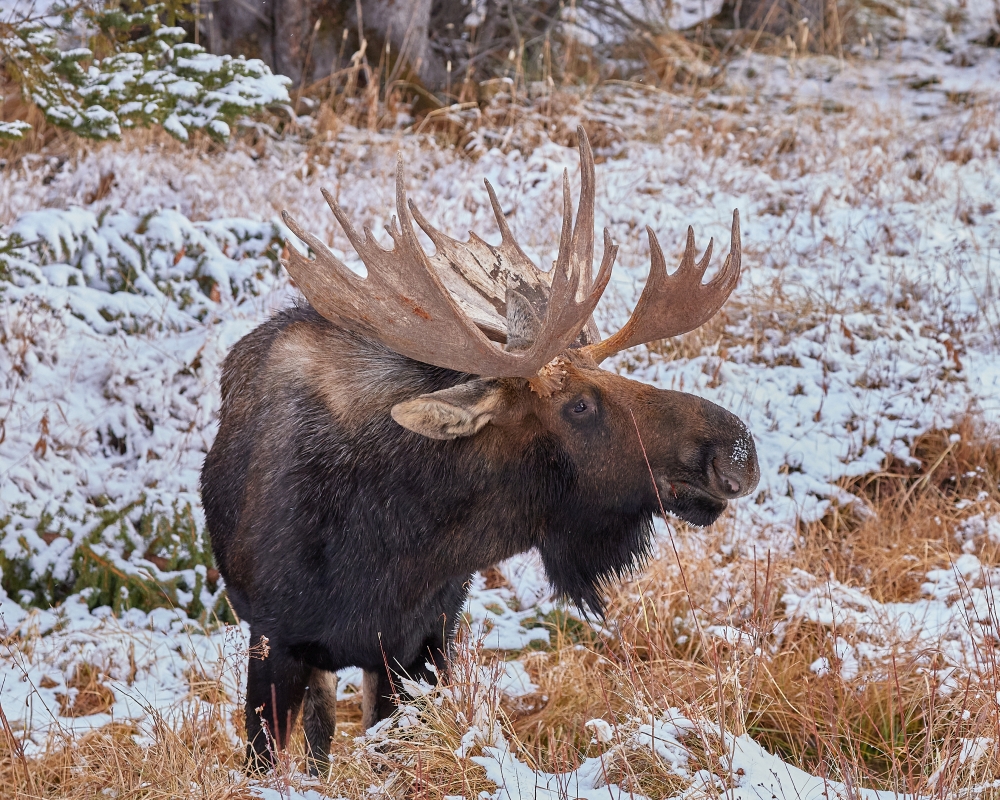 Winter Private Safari - Half Day — Yellowstone Fishinginyellowstone Moose Snowy Landscape Yellowstone