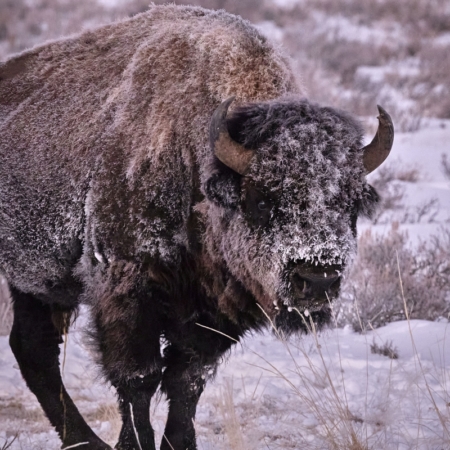 Fishinginyellowstone Wildlife Yellowstone Sightseeing Wyoming