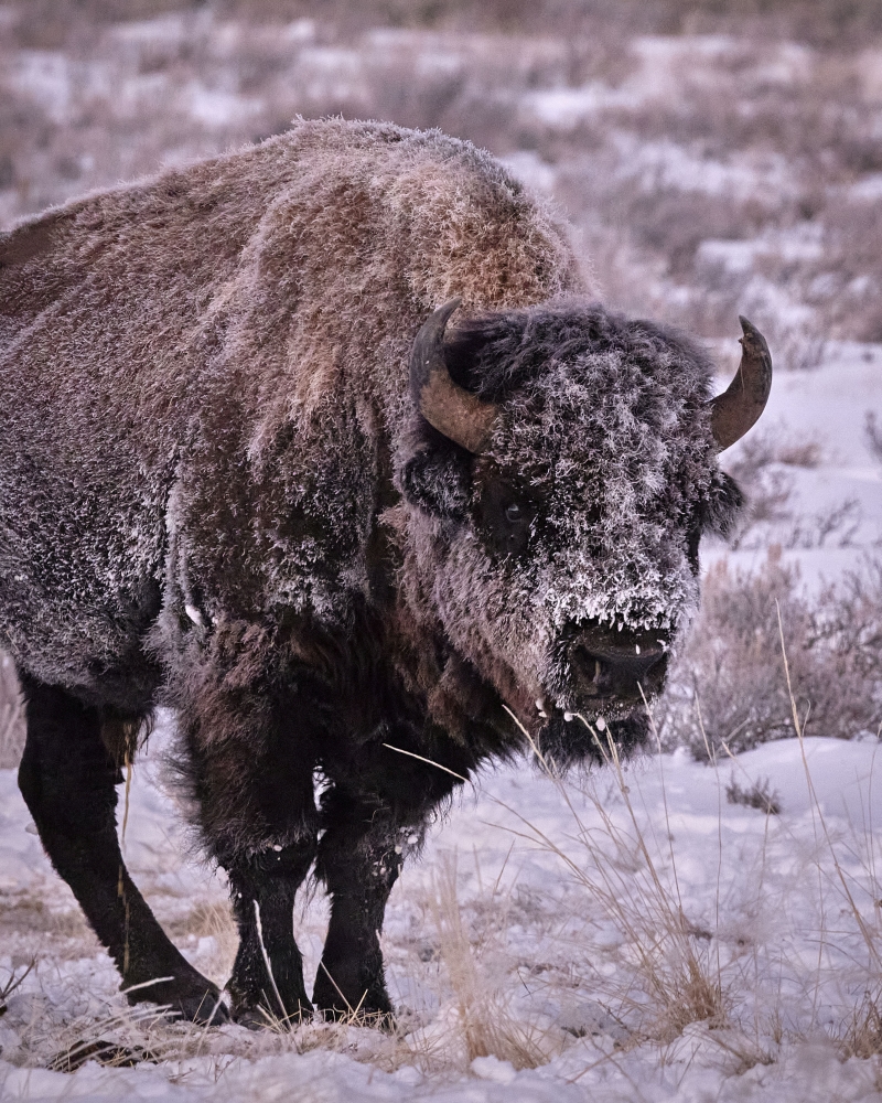 Tour-related image Fishinginyellowstone Wildlife Yellowstone Sightseeing Wyoming