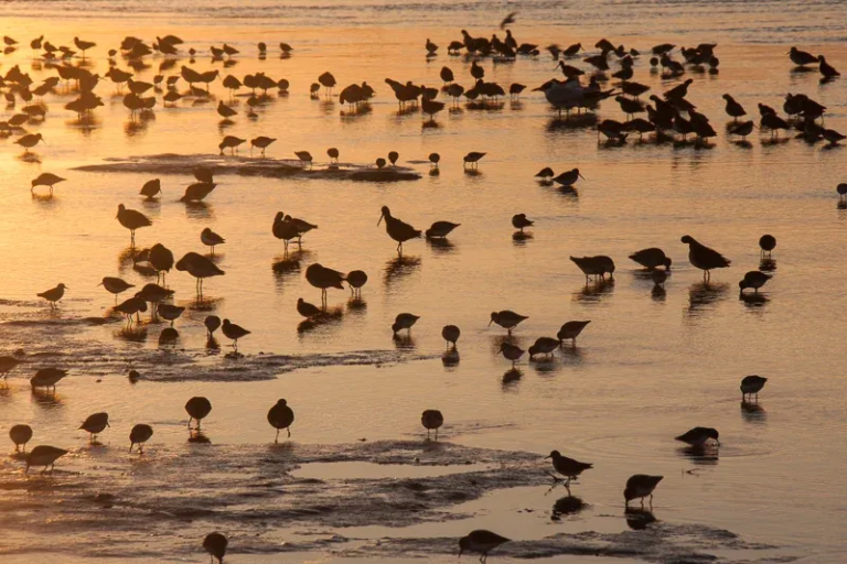gck_birds-silhouetted-sunset-everglades Gck Birds Silhouetted Sunset Everglades