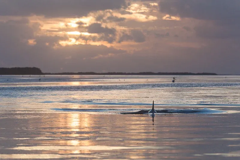 gck_dolphin-fin-sunset-everglades Gck Dolphin Fin Sunset Everglades