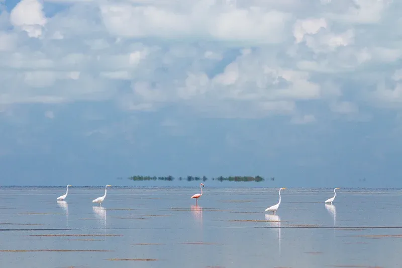 gck_egrets-flamingo-reflection-everglades Gck Egrets Flamingo Reflection Everglades