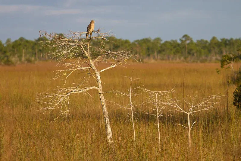 gck_hawk-perched-dry-tree-everglades Gck Hawk Perched Dry Tree Everglades
