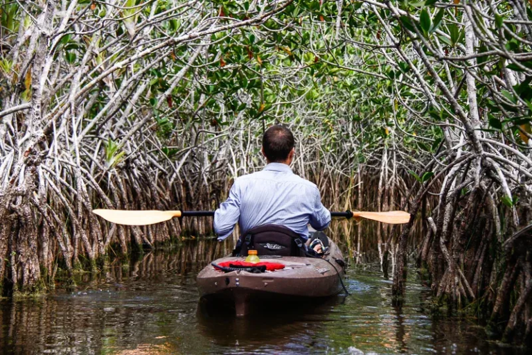 gck_kayaker-mangrove-tunnel Gck Kayaker Mangrove Tunnel