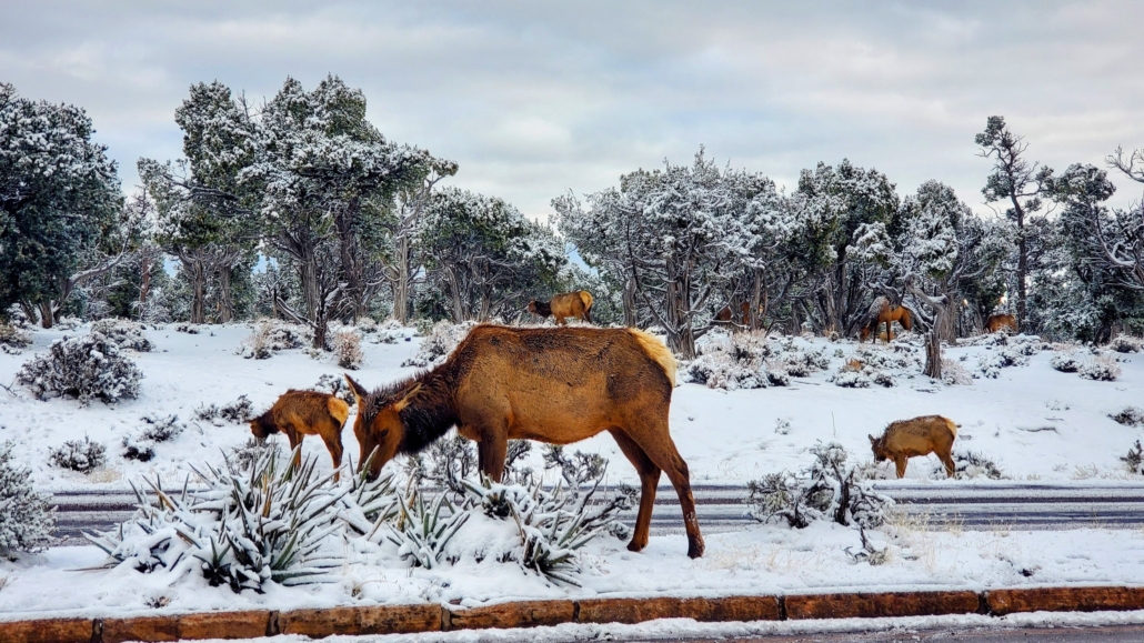 gctouring-elk-grazing-in-a-snowy Gctouring Elk Grazing In A Snowy