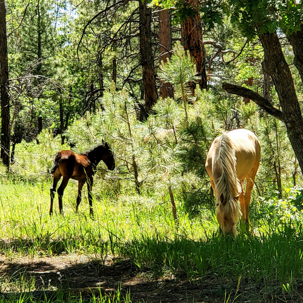 gctouring-horses-in-the-pines Gctouring Horses In The Pines