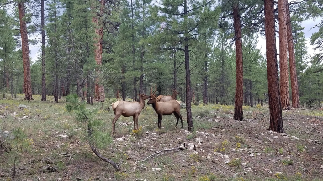 gctouring-two-elk-interacting-in-a Gctouring Two Elk Interacting In A