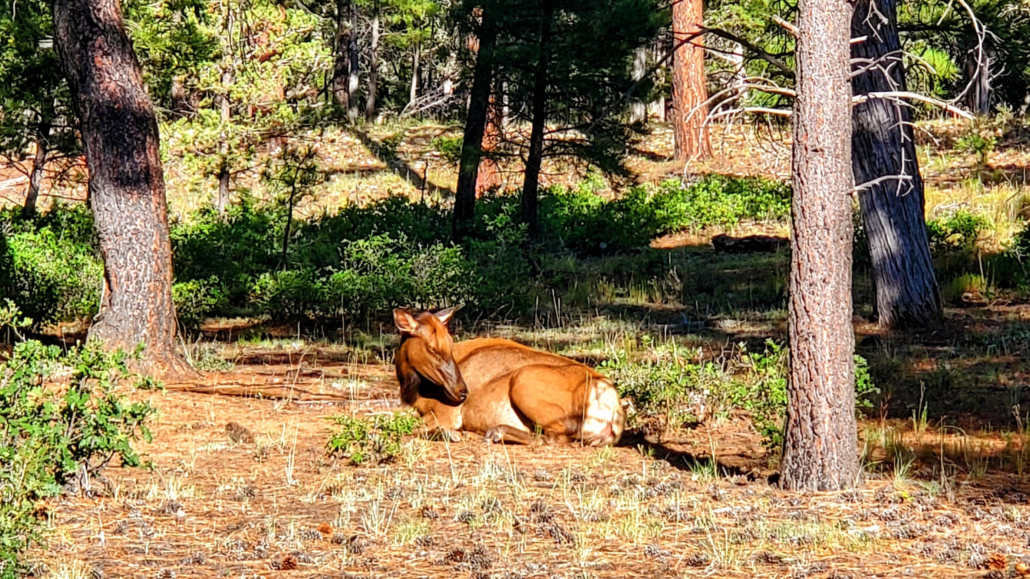 gctouring-wildlife-sitting-on-forest-floor Gctouring Wildlife Sitting On Forest Floor