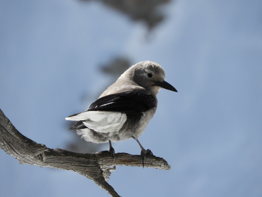 a, bird, perched, on, branch, against, blue, sky Gobirdingman A Bird Perched On Branch