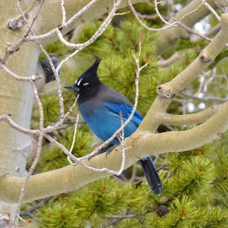 Gobirdingman A Blue Bird Resting Among
