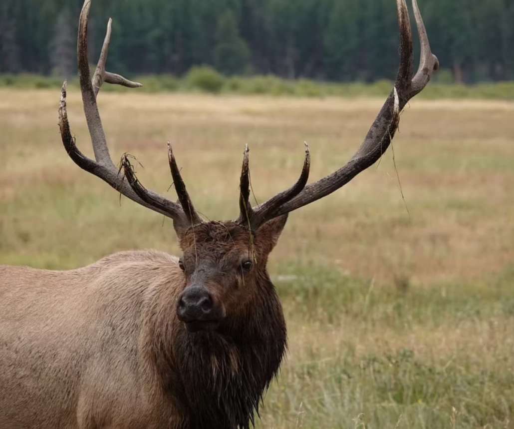 gobirdingman-elk-with-grasss-on-antlers Gobirdingman Elk With Grasss On Antlers