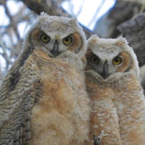two, young, owls, nestled, close, together Gobirdingman Two Young Owls Nestled Close