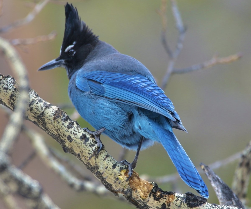 vibrant, blue, bird, perched, on, a, branch Gobirdingman Vibrant Blue Bird Perched On