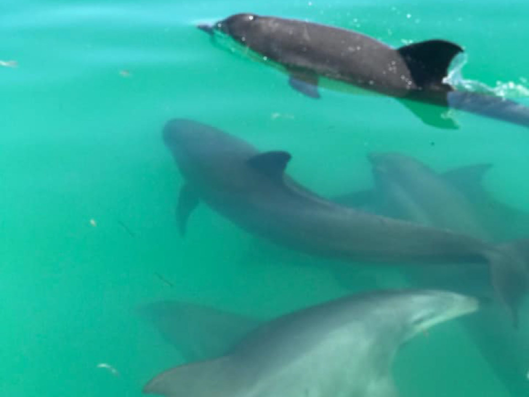 goodtimeskeywest_dolphins-swimming-turquoise-water Goodtimeskeywest Dolphins Swimming Turquoise Water