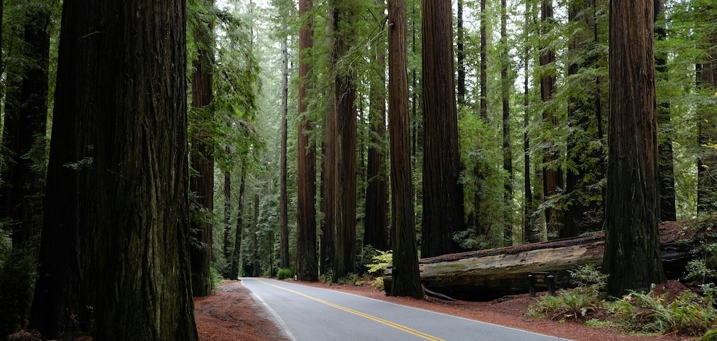 a, quiet, road, surrounded, by, majestic, trees Goodtripadventures California A Quiet Road Surrounded By