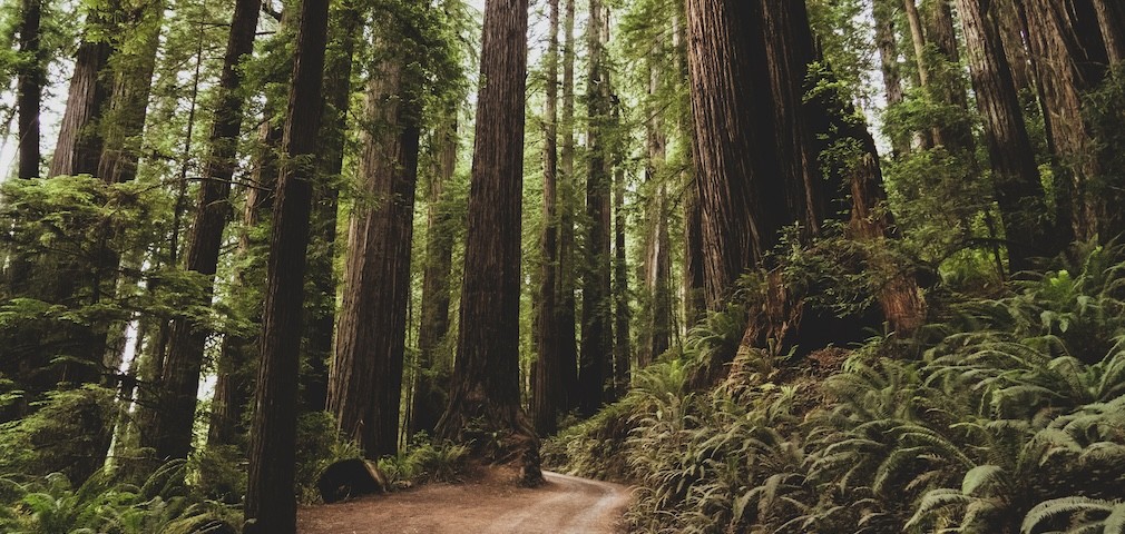 a, serene, path, through, lush, greenery Goodtripadventures California A Serene Path Through Lush