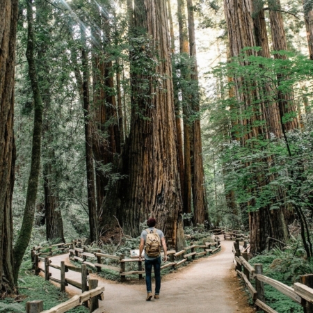 Goodtripadventures California Walking Among Towering Redwoods