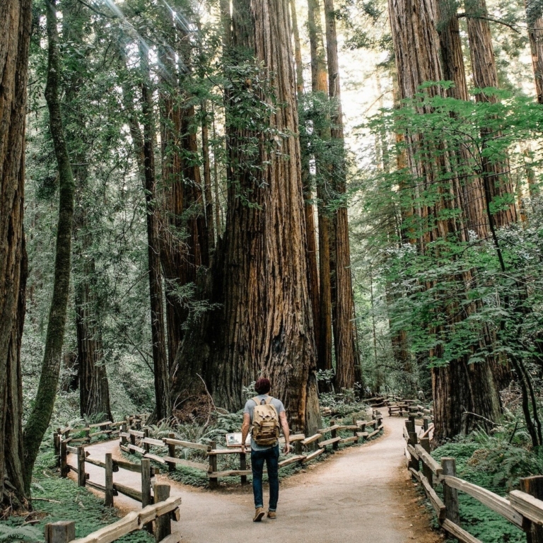 walking, among, towering, redwoods Goodtripadventures California Walking Among Towering Redwoods