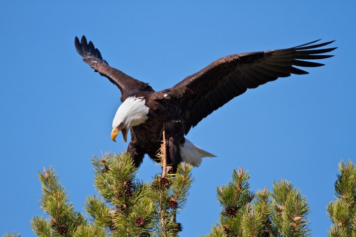 bald, eagle, taking, flight, from, a, tree Grizzlycountrywildlifeadventures Bald Eagle Taking Flight From