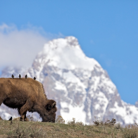 Grizzlycountrywildlifeadventures Bison Grazing In Front Of A
