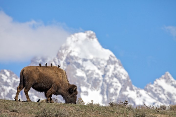 grizzlycountrywildlifeadventures-buffalo-grazing-with-birds-on Grizzlycountrywildlifeadventures Buffalo Grazing With Birds On