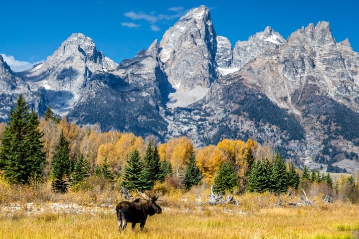 moose, in, a, serene, mountain, landscape Grizzlycountrywildlifeadventures Moose In A Serene Mountain