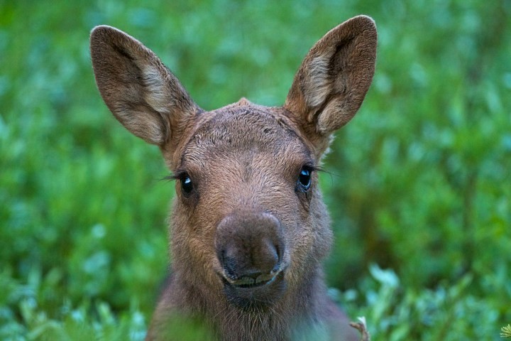 of, a, curious, moose, calf Grizzlycountrywildlifeadventures Of A Curious Moose Calf