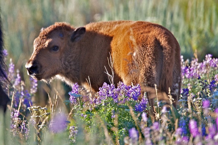 young, bison, exploring, a, field, of, wildflowers Grizzlycountrywildlifeadventures Young Bison Exploring A Field