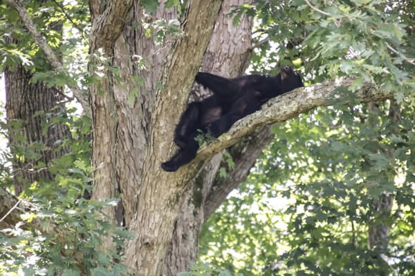 a, bear, resting, on, tree, branch Gsmheritagecenter A Bear Resting On Tree