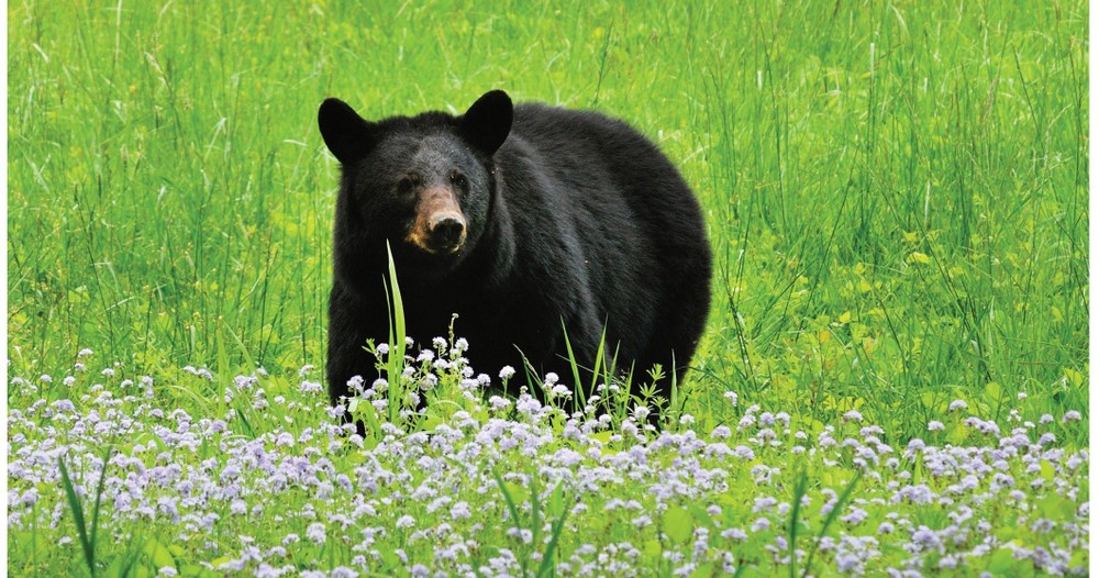 gsmheritagecenter-black-bear Gsmheritagecenter Black Bear