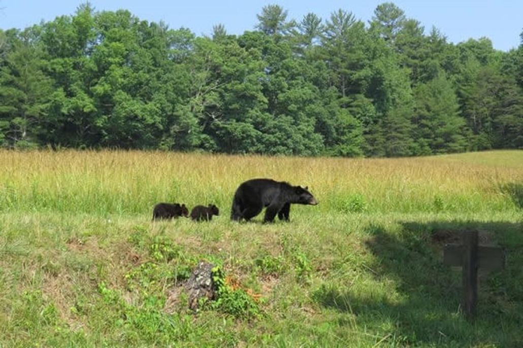 gsmheritagecenter-mother-bear-and-cubs-in_upscaled Gsmheritagecenter Mother Bear And Cubs In Upscaled