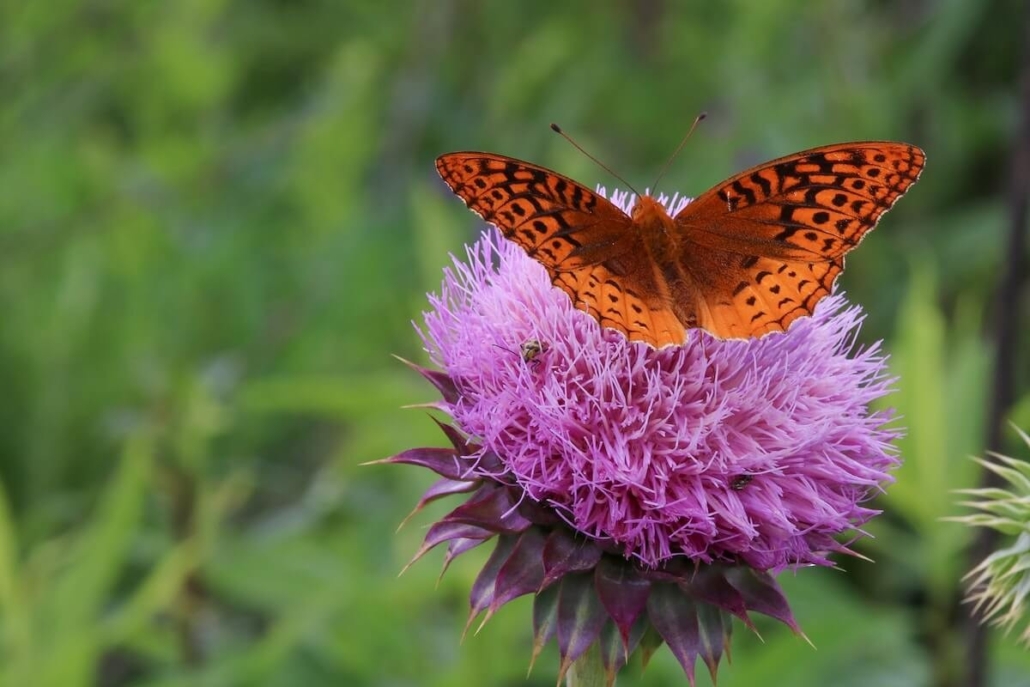 of, a, butterfly, on, flower Gsmheritagecenter Of A Butterfly On Flower