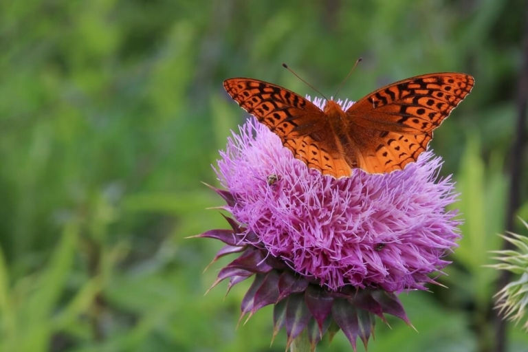 of, a, butterfly, on, flower Gsmheritagecenter Of A Butterfly On Flower