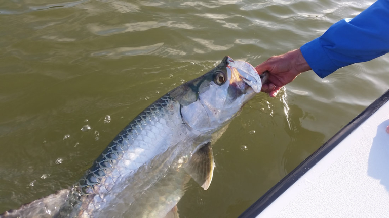 Everglades Fly Fishing — Everglades Highcountrycharters Tarpon Release Orig Everglades Fishing Florida