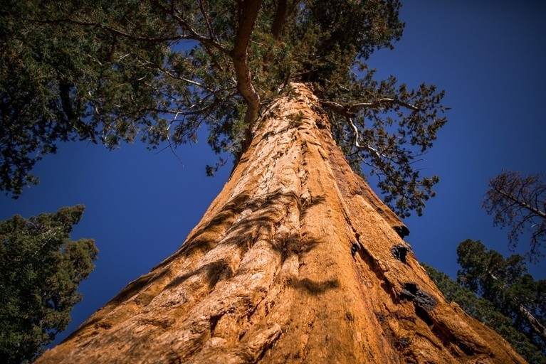 a, towering, sequoia, against, clear, sky Incredibleadventures A Towering Sequoia Against Clear
