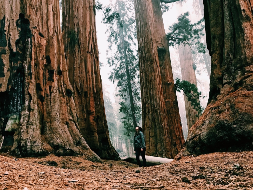 Yosemite and Giant Sequoias Day Tour from San Francisco — Yosemite Incredibleadventures Giant Sequoias Misty Forest