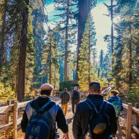 Incredibleadventures Hikers Giant Sequoias Yosemite