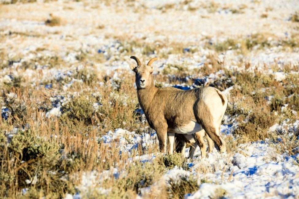 a, bighorn, sheep, standing, in, the, grass Jacksonholewildlifesafaris A Bighorn Sheep Standing In