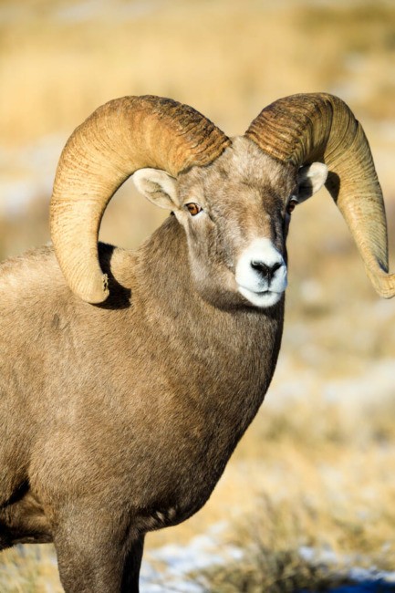 a, bighorn, sheep, with, impressive, horns Jacksonholewildlifesafaris A Bighorn Sheep With Impressive