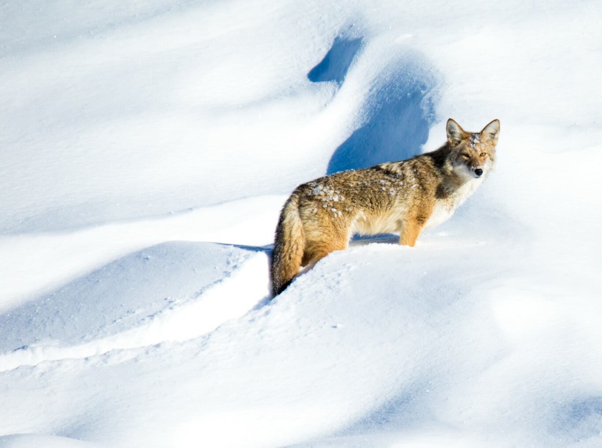 a, coyote, in, the, snowy, landscape Jacksonholewildlifesafaris A Coyote In The Snowy