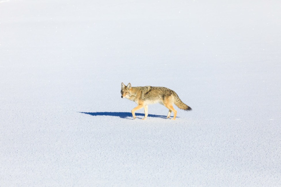a, coyote, walking, across, snowfield Jacksonholewildlifesafaris A Coyote Walking Across Snowfield