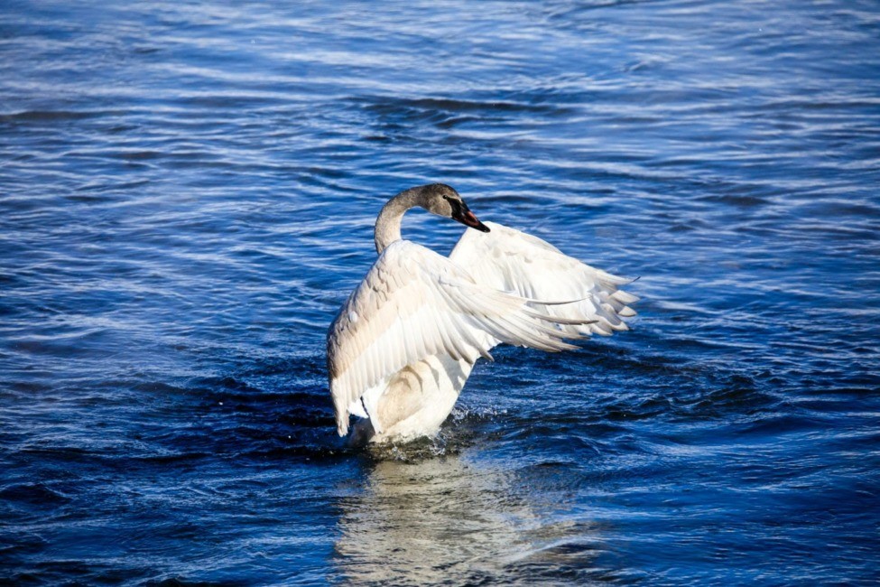 a, swan, gracefully, swimming, in, the, water Jacksonholewildlifesafaris A Swan Gracefully Swimming In