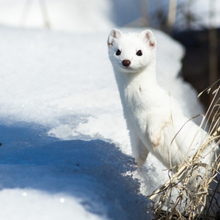 Jacksonholewildlifesafaris A Weasel Standing Alert In