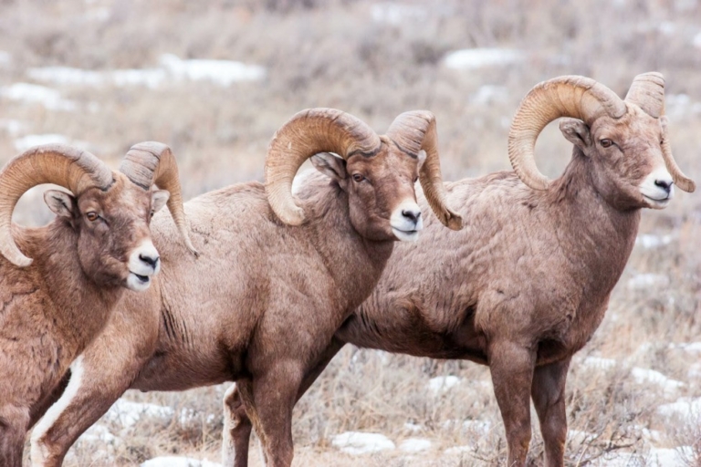 three, bighorn, sheep, grazing, together Jacksonholewildlifesafaris Three Bighorn Sheep Grazing Together