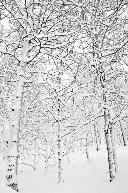 trees, creating, a, winter, wonderland Jacksonholewildlifesafaris Trees Creating A Winter Wonderland