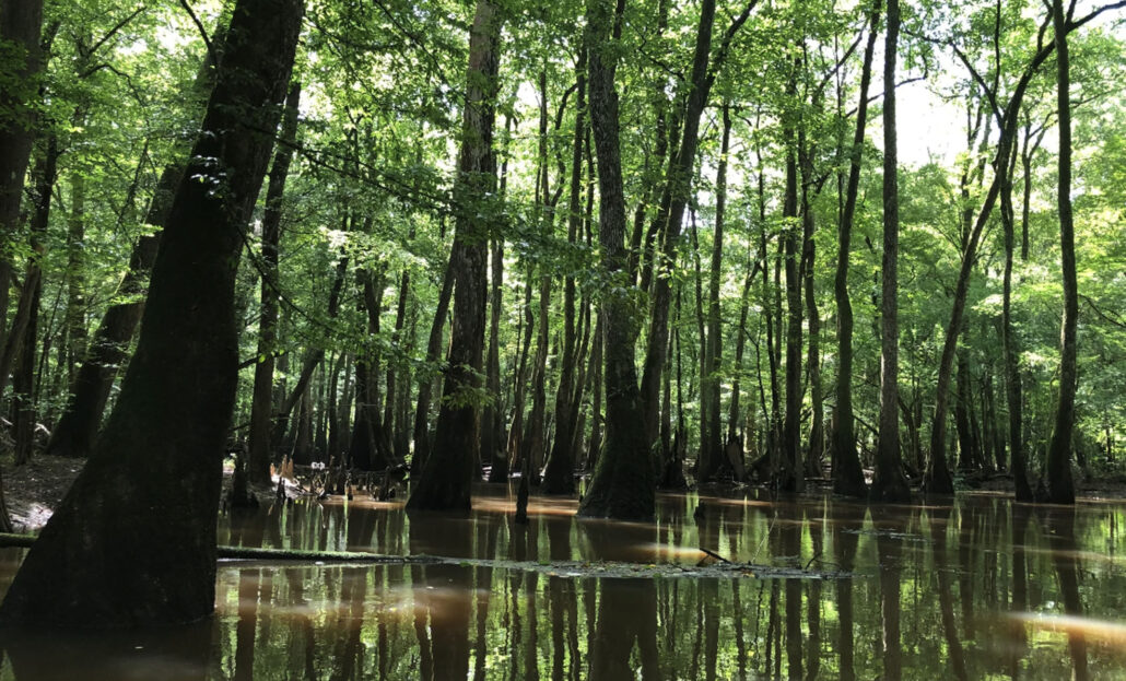 jkadventureguides_congaree-swaps-trees-water