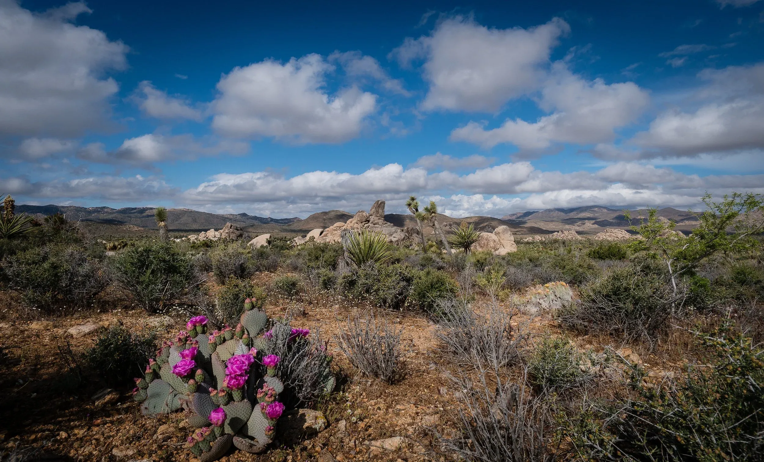 joshuatreeexcursions_cactus-flowers-joshua-tree Joshuatreeexcursions Cactus Flowers Joshua Tree